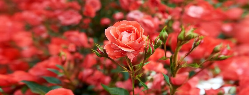 Rambling Rose – Coppercanyonbathco